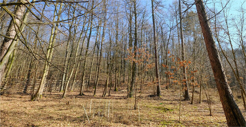 Nové publikační výstupy projektu Larixutor